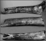 Fosile Australanthropus Olteniensis